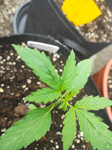 Growreport Bild 7