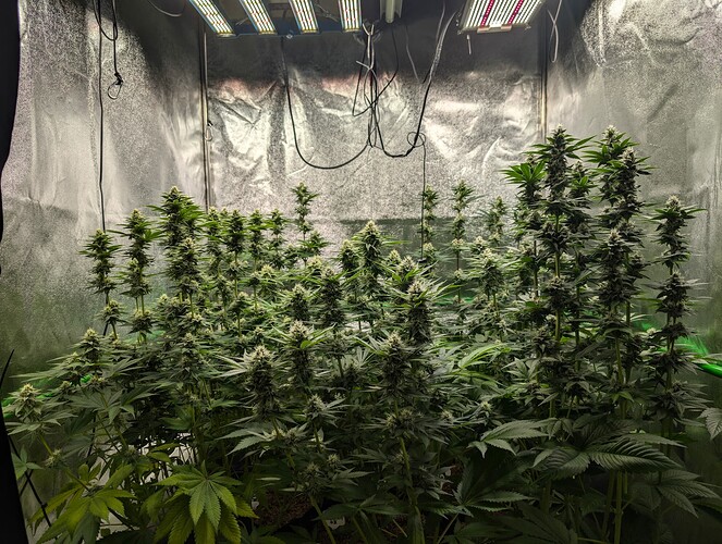 Growreport Bild 3
