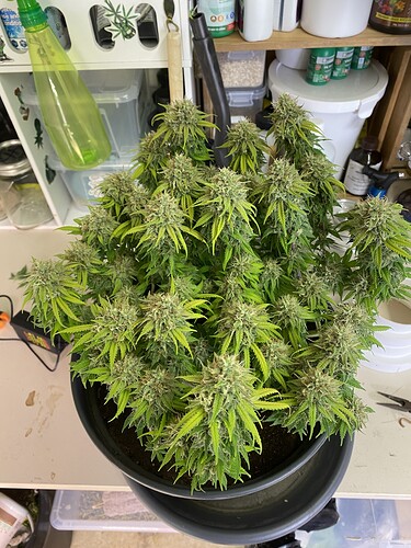 Growreport Bild 33