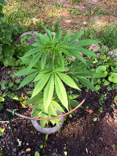 Grow26070806