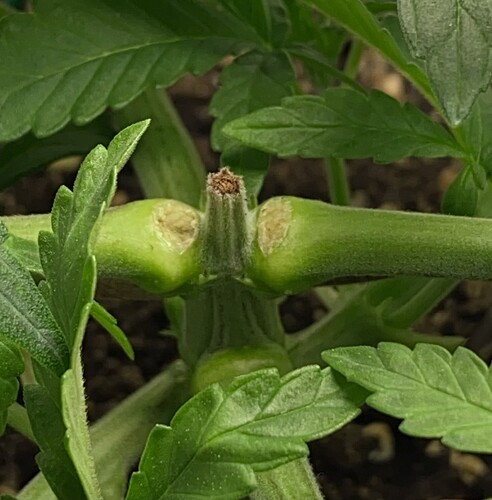 Growreport Bild 6