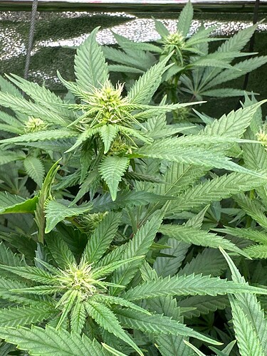 Growreport Bild 24