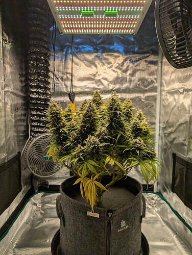 Growreport Bild 6