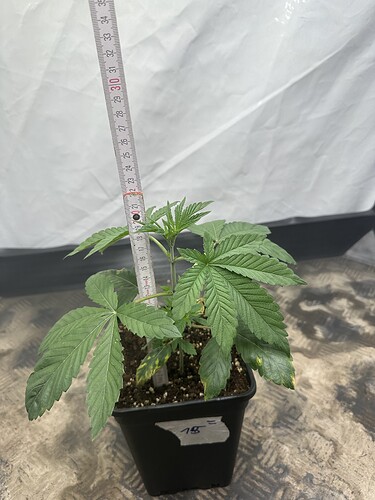 Growreport Bild 34