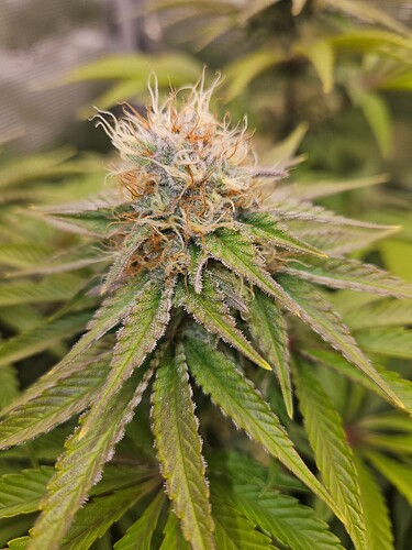 Growreport Bild 23