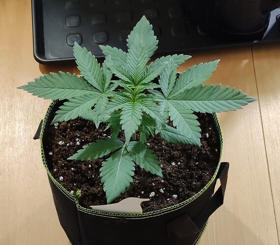 Growreport Bild 9