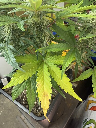 Growreport Bild 7