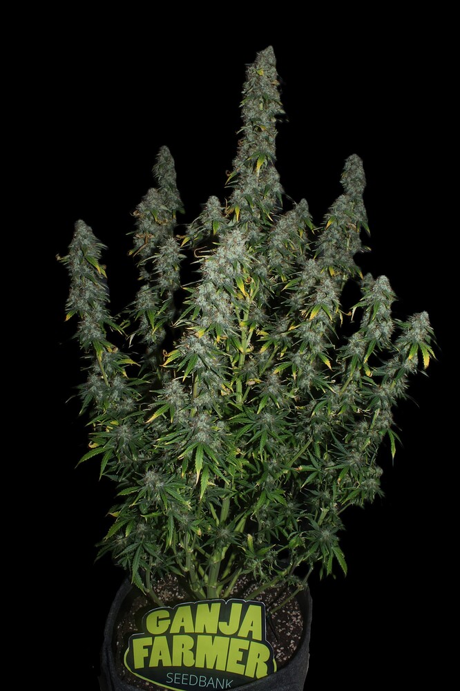 3x Ganjafarmer Seeds in 20l Stofftöpfe