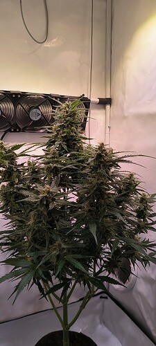 Growreport Bild 14