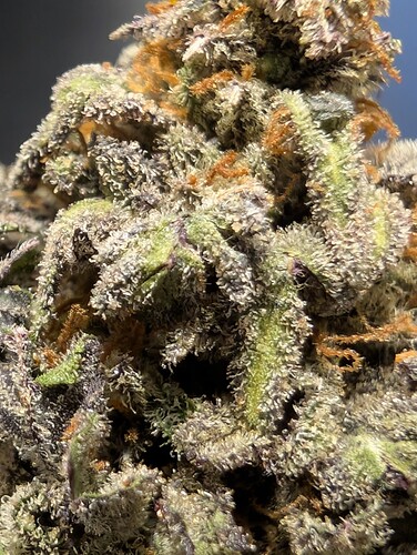 Growreport Bild 3