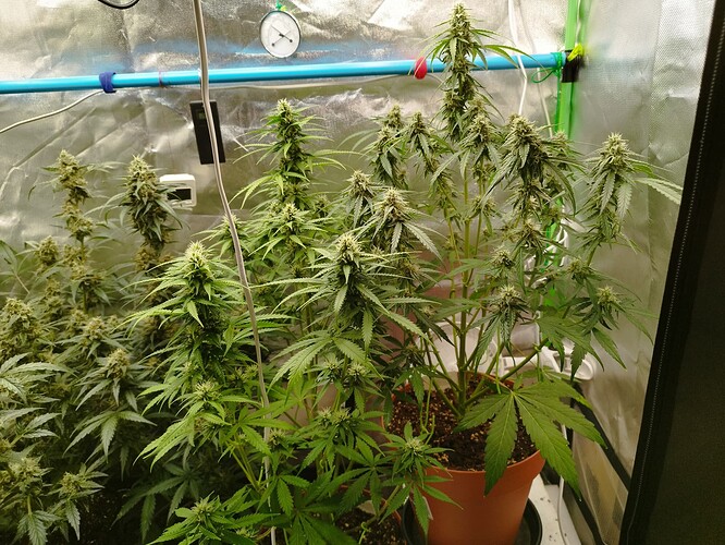 Mehrere blühende Cannabispflanzen in einem Zelt, eine Pflanze in einem braunen Topf ist deutlich sichtbar.