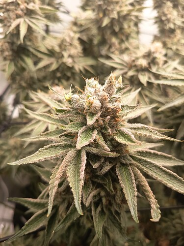 Growreport Bild 44