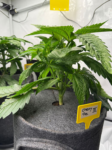 Growreport Bild 13