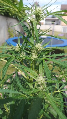 Growreport Bild 7