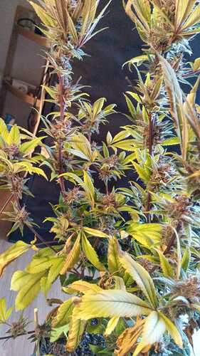 WhatsApp Image 2025-05-30 at 16.20.42