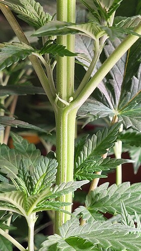Growreport Bild 27
