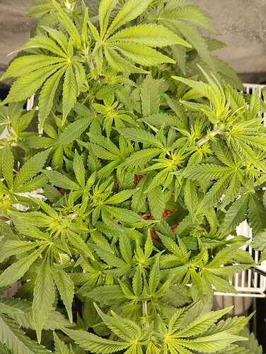 Growreport Bild 20