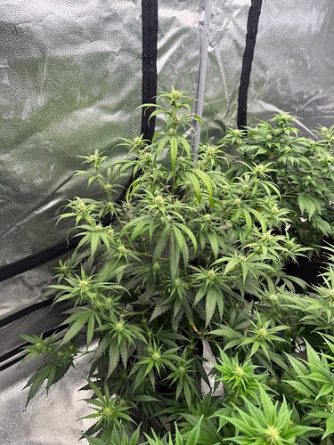 Growreport Bild 6