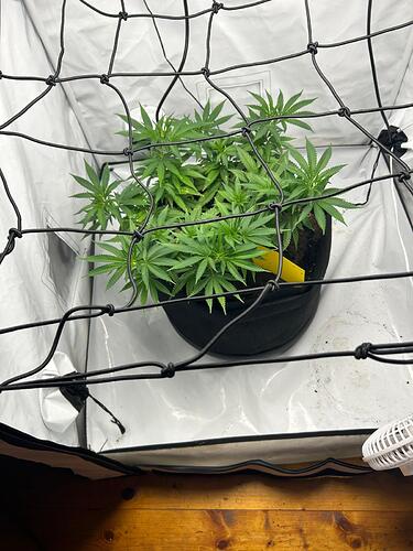 Growreport Bild 1