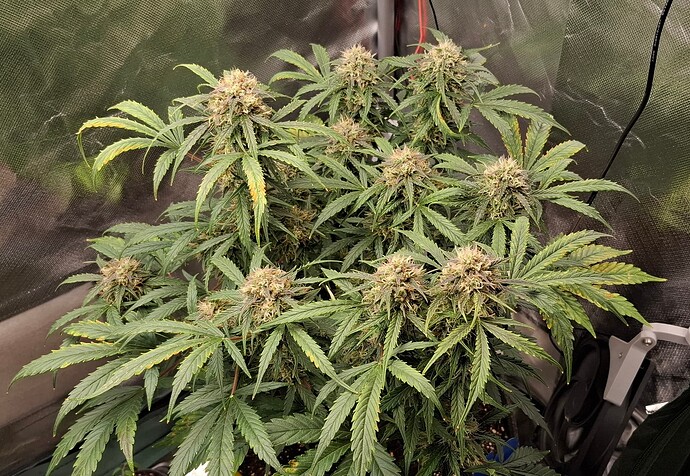 Growreport Bild 1
