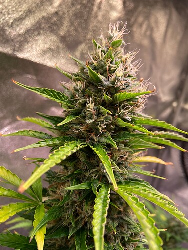 Growreport Bild 5