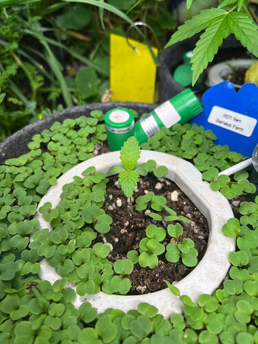 Growreport Bild 47