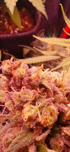 Growreport Bild 2