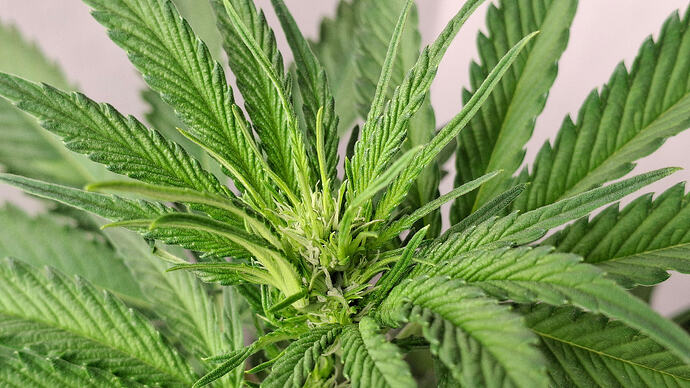 Growreport Bild 278