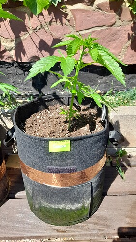 Growreport Bild 9
