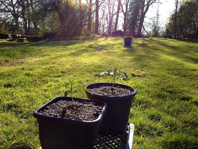 Zwei junge Cannabispflanzen in Töpfen stehen auf einer Wiese im Garten bei Sonnenuntergang.