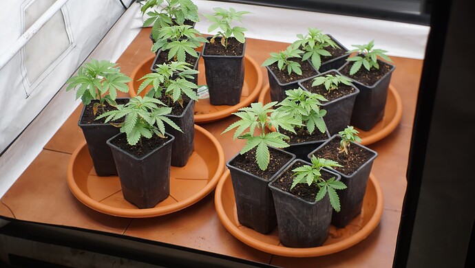 Growreport Bild 3