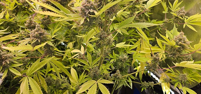 Growreport Bild 28