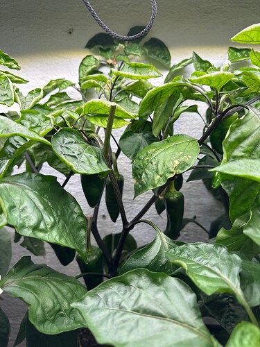 Growreport Bild 44