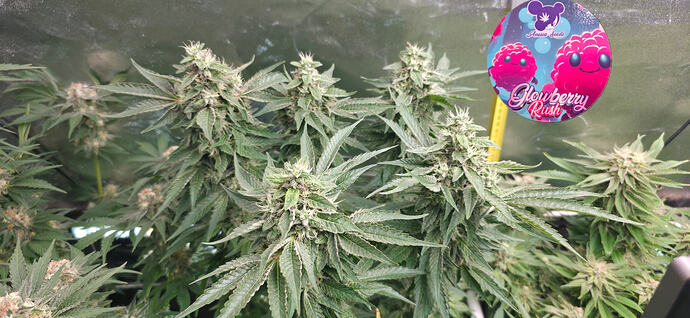 Growreport Bild 13