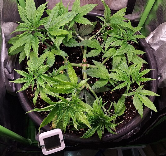 Growreport Bild 4