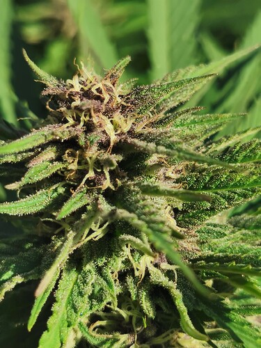 Growreport Bild 1