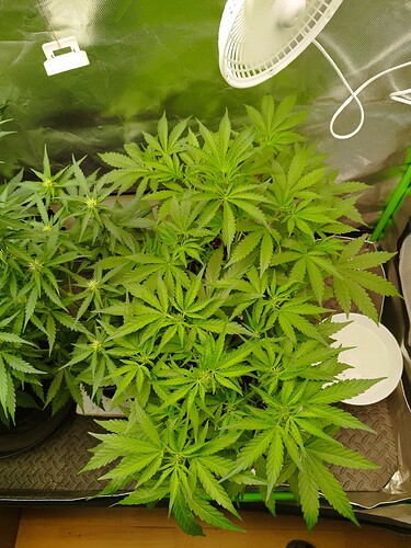 Zwei junge Cannabispflanzen in einem Zelt, eine davon beginnt zu blühen, mit einem Ventilator im Hintergrund.