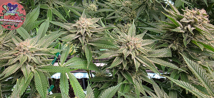 Growreport Bild 11