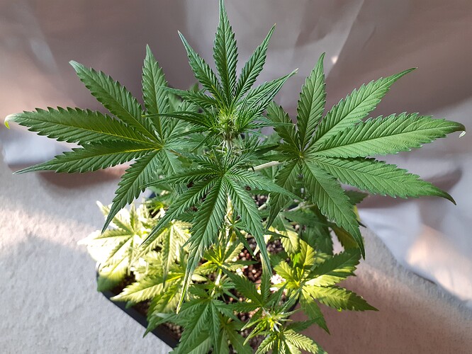 Growreport Bild 140