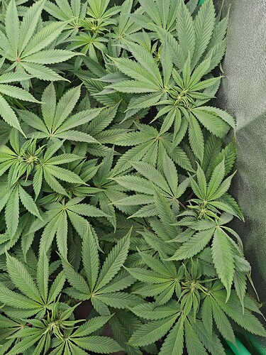 Growreport Bild 1