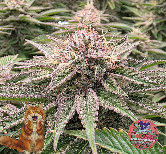 Growreport Bild 48