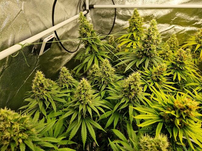 Growreport Bild 9