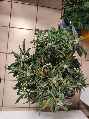 Growreport Bild 4