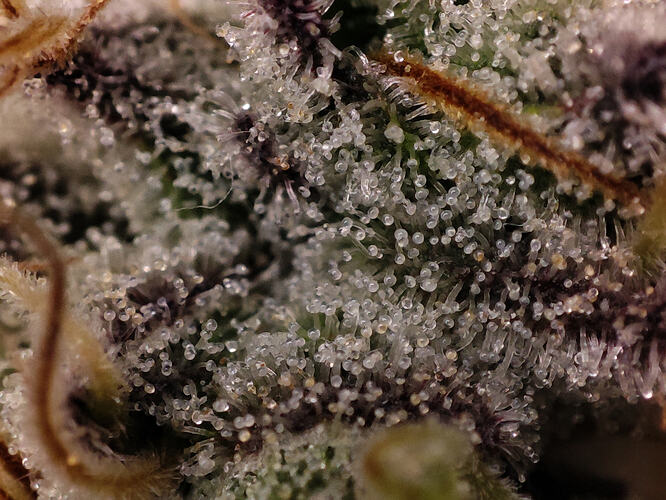 Growreport Bild 52