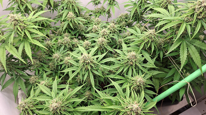 Growreport Bild 302