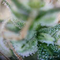 trichome 4