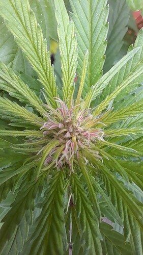 Growreport Bild 7