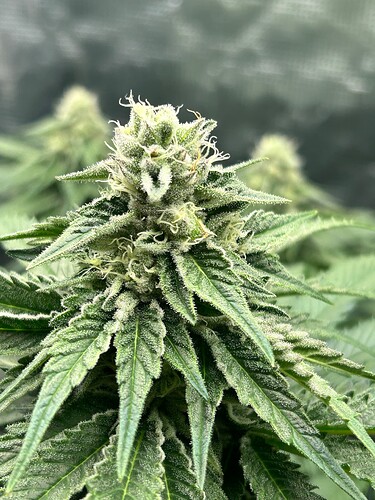 Growreport Bild 7