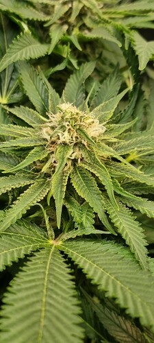Growreport Bild 42