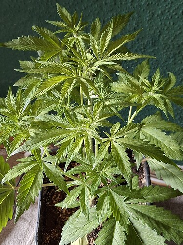 Growreport Bild 7